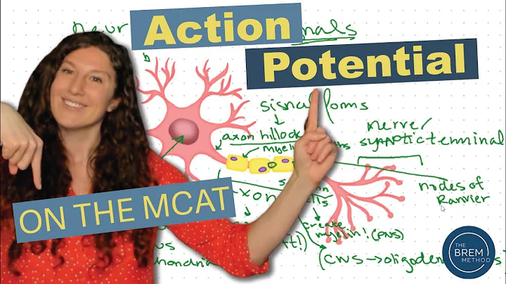 Mastering MCAT Biology: Action Potential and the Anatomy of a Neuron