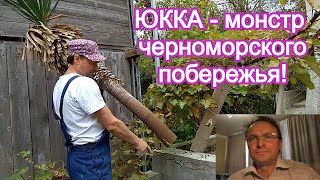 Юкка как сажать разводить пальму