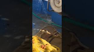 Harvesting fish using traditional fishing nets / Συγκομιδή ψαριών σε παραδοσιακό ψάρεμα με δίχτυα