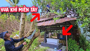 Đứng tim !!!Vua Khỉ cưa hạ gốc cây Trâm Bầu có nhánh trùm lên ngôi mộ (1/2)...