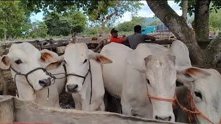 Feira do Gado de Rompe Gibão aos domingos. zona rural de Estrela de Alagoas. AL.