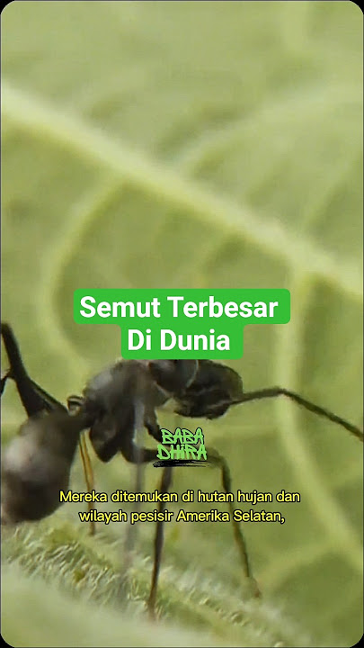 Semut Raksasa berembunyi di Bawah Tanah Amazon! Awas Terinjak!