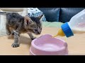 哺乳瓶卒業！？初めてミルクをお皿で出された時の子猫の反応【保護猫】