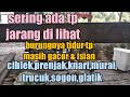 detik detik Burung tidur tapi masih gacor dan isian