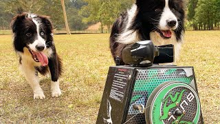 Lure coursing at dog day care