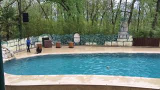 Cute Sea Lion Show L African Safari L France L Toulouse