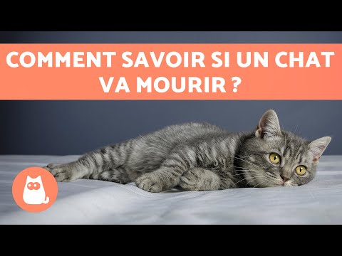 Vidéo: Mon chat est-il atteint de démence ?