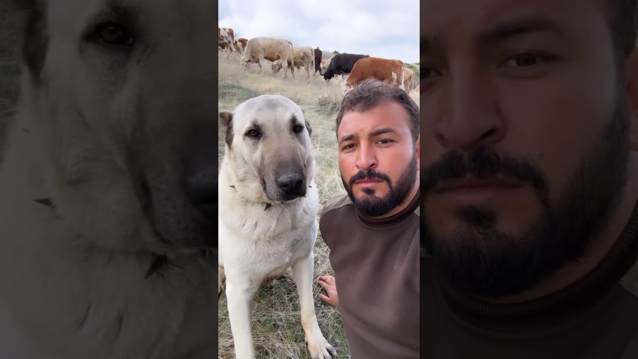 Kangal