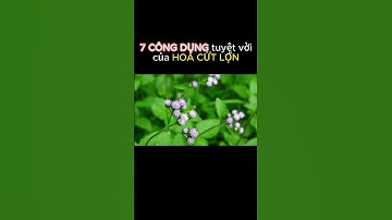 Hoa CỨT LỢN - Công dụng tuyệt vời  #câythuốcnam