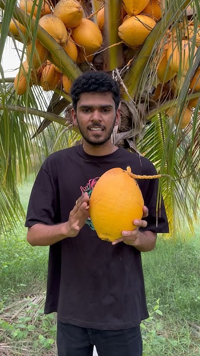 Orange Coconut In Hindi Hybrid Coconut Tree Hindi Nariyal Ka Ped orange-coconut-in-hindi-hybrid-coconut-tree-hindi-nariyal-ka-ped