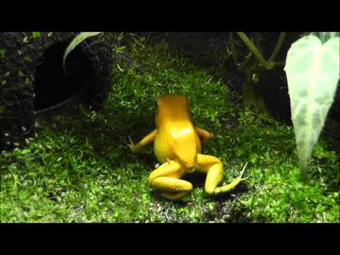 Golden Poison Frog, Phyllobates terribilis - Terrarium and Eating