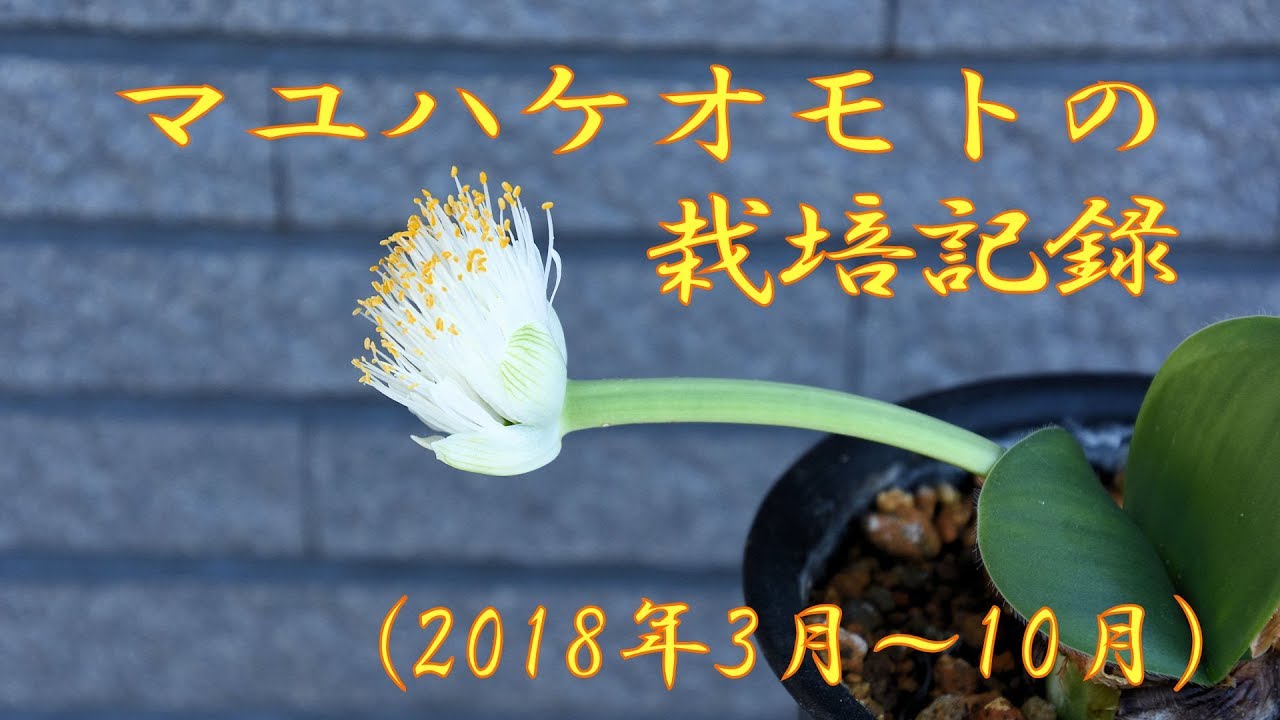 山野草 植栽編 17 マユハケオモトの栽培記録 Youtube