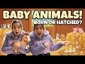 🐣 How Do Baby Animals Grow Up? | Offspring, Eggs &amp; Live Birth | Ava &amp; Hannah Science