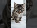 ❄️ Tiny Kittens See Snow for the First Time!