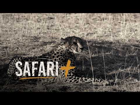 Unforgettable encounters - SafariPlus