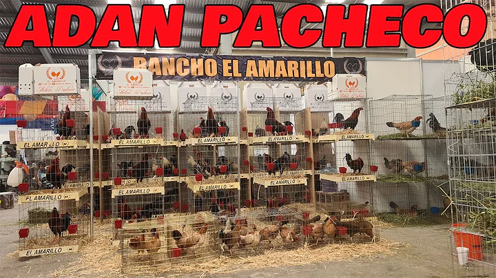 Rancho El Amarillo Adan Pacheco |  Beautiful Bird ...