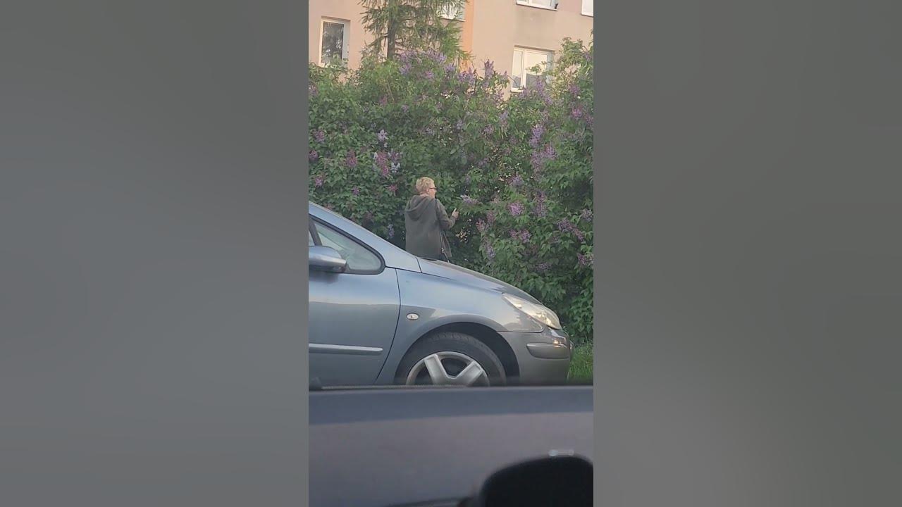 В Польше рвать сирень запрещено! - YouTube