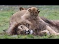 Lion cubs play with dad