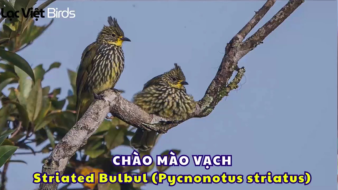 CHÀO MÀO VẠCH HÓT | Striated Bulbul (Pycnonotus striatus)