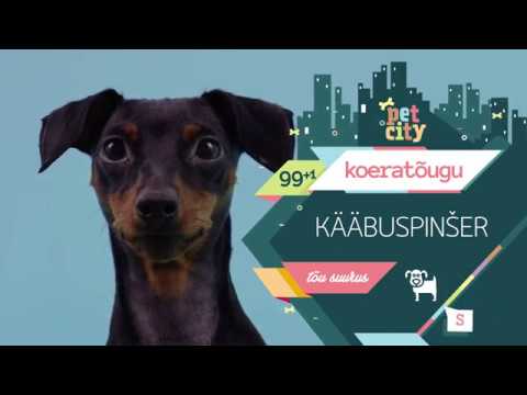 Video: Kääbuspinšer - Tõu Kirjeldus