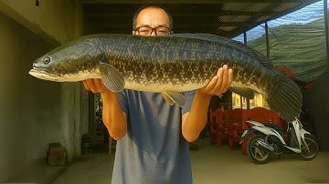 Từ Hai Bể Xi Măng Đến Thu Nhập 30 TriệuTháng – Bí Quyết Làm Giàu Nhờ Nuôi Cá Lóc | SON ASMR