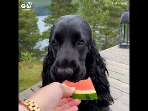 Watermelon Is This