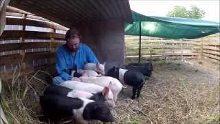 3 Week old piglets love a cuddle