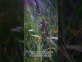 why hummingbirds are the only birds that can fly backwards