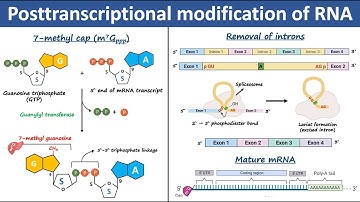 Posttranscriptional Modification of RNA | RNA processing | Biochemistry