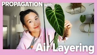 Fast & Easy Plant Propagation: Air Layering | Philodendron Verrucosum X  Philodendron Melanochrysum
