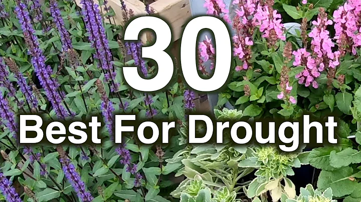 Drought Resistant Flowers. 30 Perennials Proven To Grow - DayDayNews