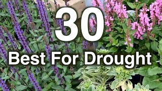 Drought Resistant Flowers. 30 Perennials Proven To Grow