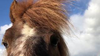 The Wind....a meditation with the horses