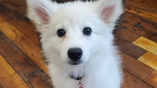 Training Coco my American Eskimo puppy