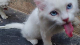 Cute Kittens having dinner 🍽️ | Turkish angora cat #foryou #catlover #catsworld