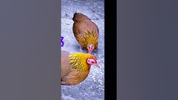 poj qaib seev zoo heev li