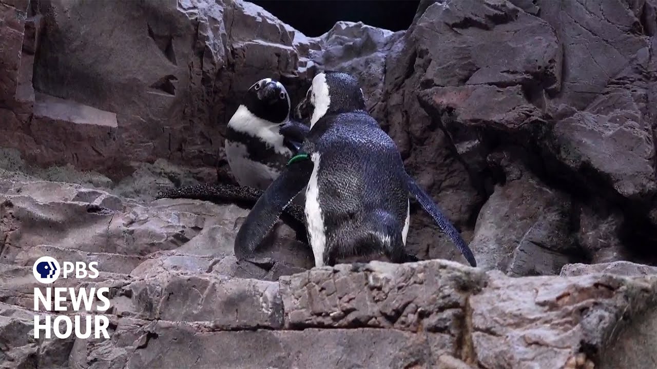 Aquarium creates senior sanctuary for aging penguins