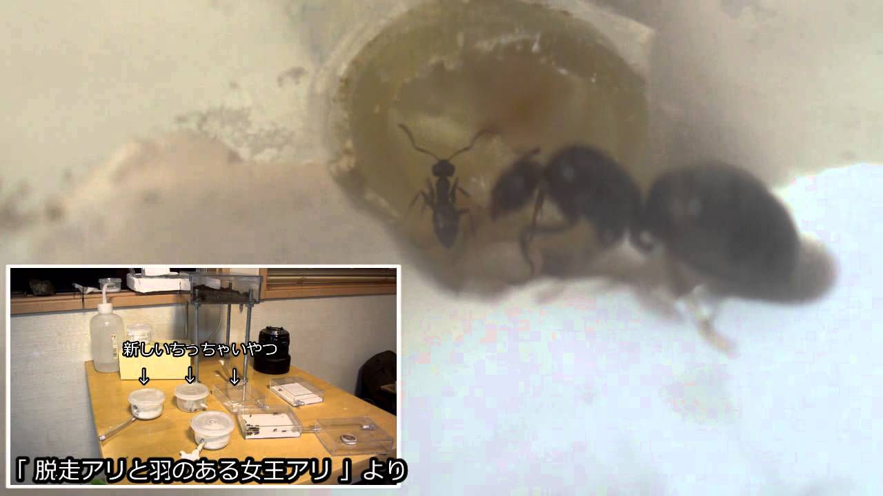 カビカビの女王蟻と初子誕生 アリ観察実況 Youtube