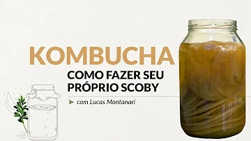 Como fazer o scoby do zero?