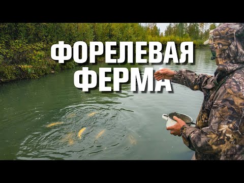 Бизнес для души! Форелевая ферма на Горном Алтае.