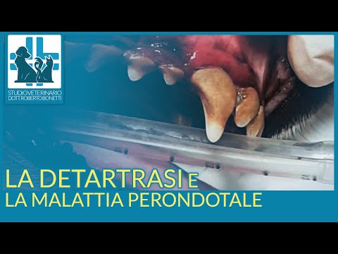 Video: Gengivite Nei Cani: Sintomi, Cause E Trattamenti