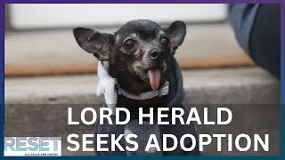 'World’s Least Adoptable Dog' Lord Herald Looking For Forever Home | Reset's Chicago News Roundup