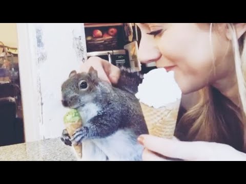 Video: Come prendersi cura dei cuccioli di scoiattolo (con immagini)