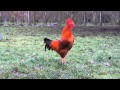 Chant du coq  marans     the  marans rooster song