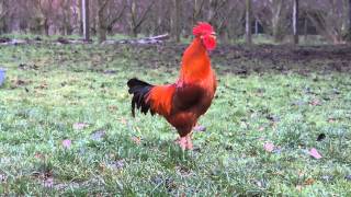 Chant du Coq  Marans     The  Marans rooster song