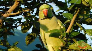 Parrot Calling Sounds