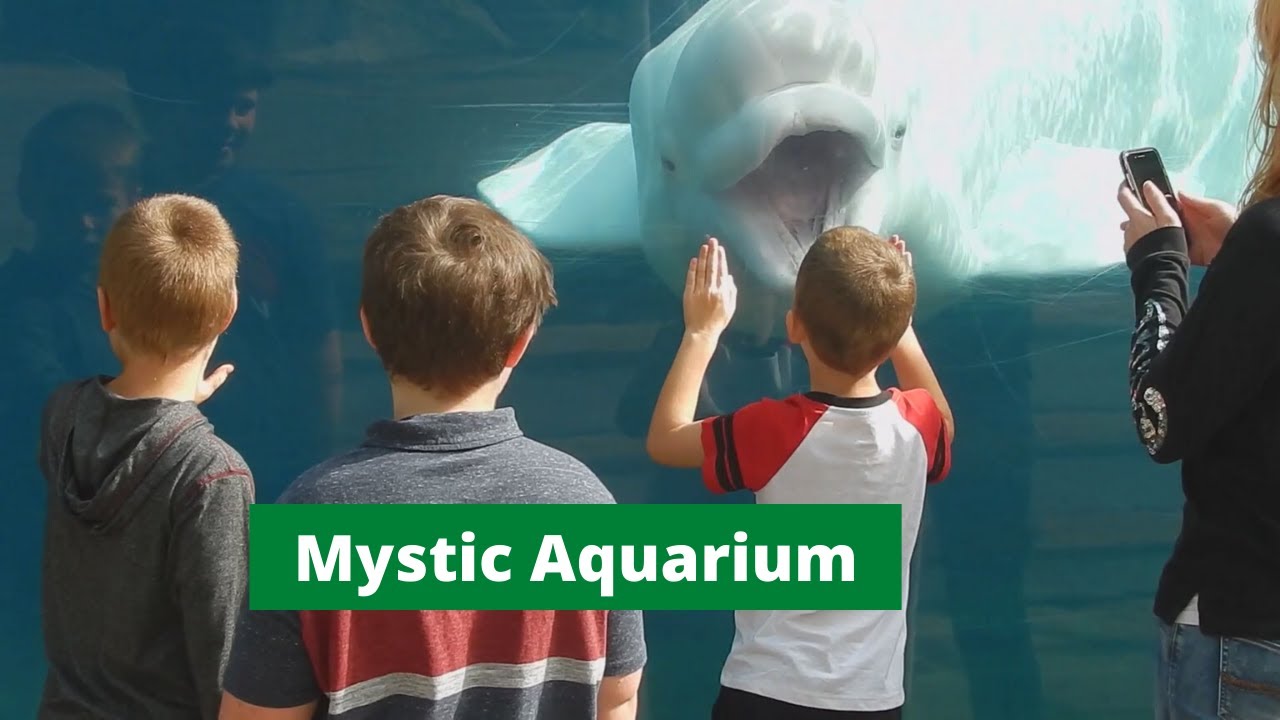 A Visit To The Mystic Aquarium Youtube