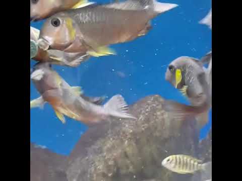 camera iphone 8 plus apk Wildcaught Tropheus Brichardi Canary cheek with their fry