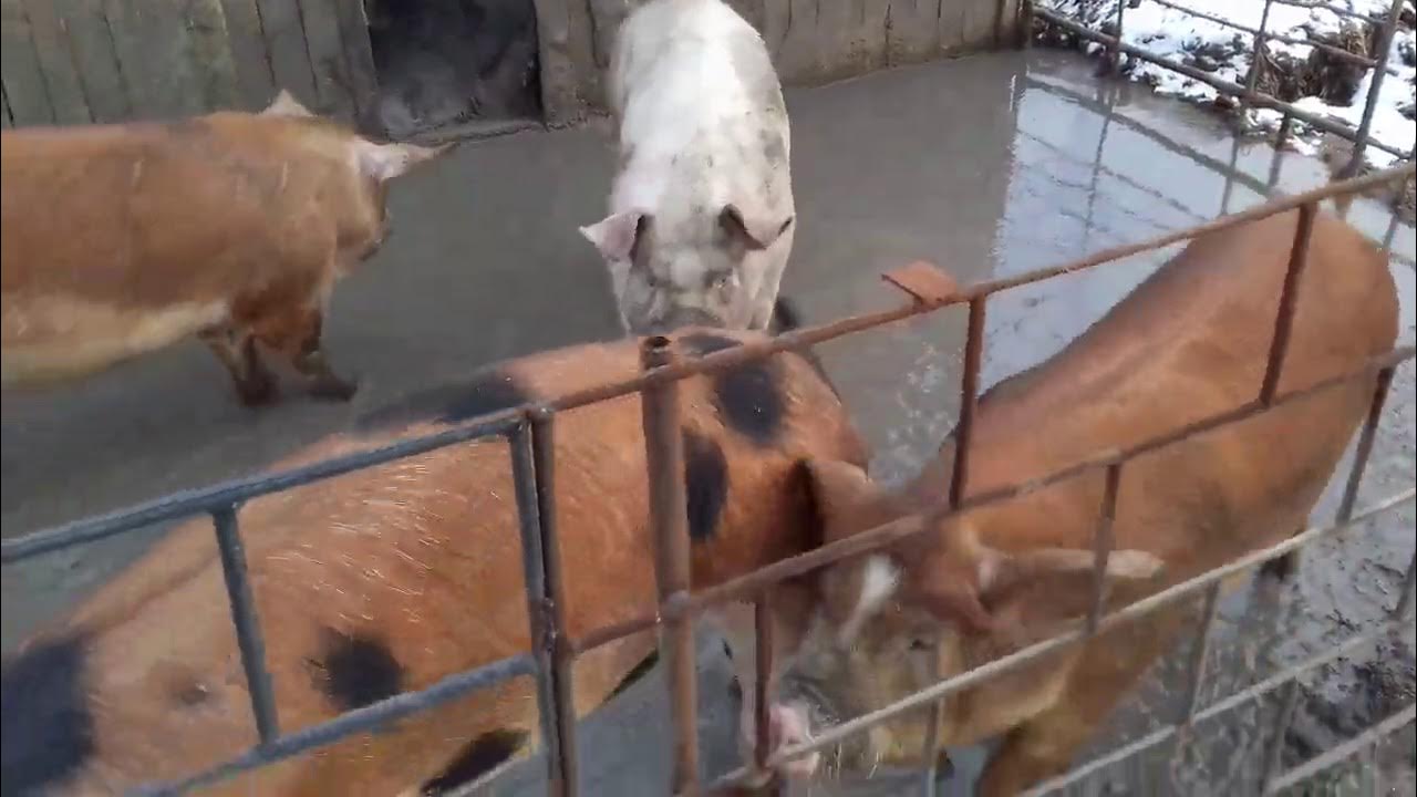 Свиньи как бизнес видео
