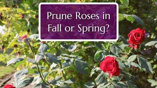 Prune Roses in Fall or Spring?